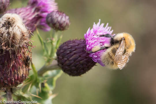 Imagem de Bombus muscorum (Linnaeus 1758)