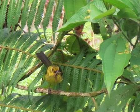 Image of Olive-headed Brush-Finch