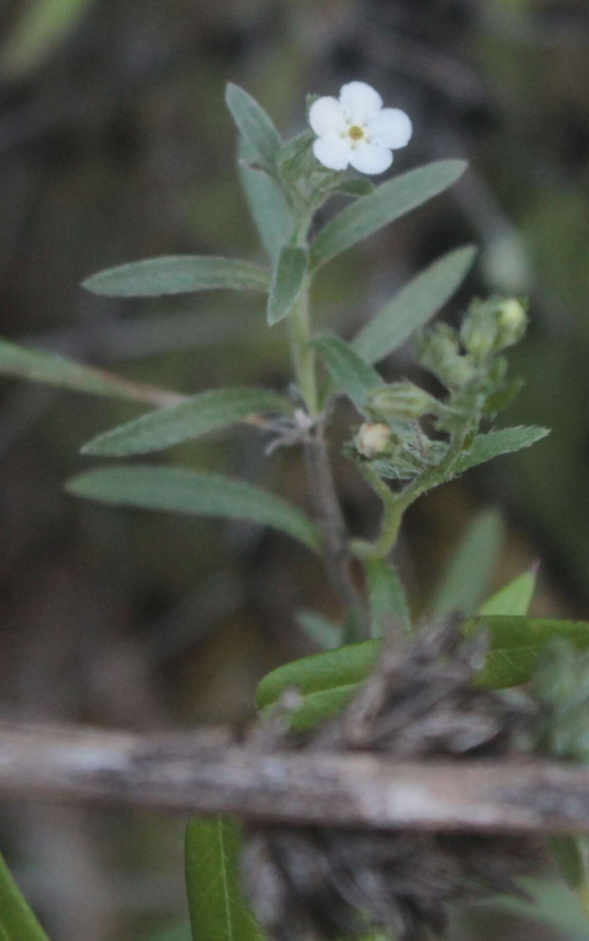 Image of Lithospermum indecorum I. M. Johnston