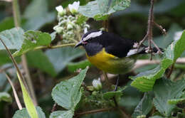 صورة Coereba flaveola flaveola (Linnaeus 1758)