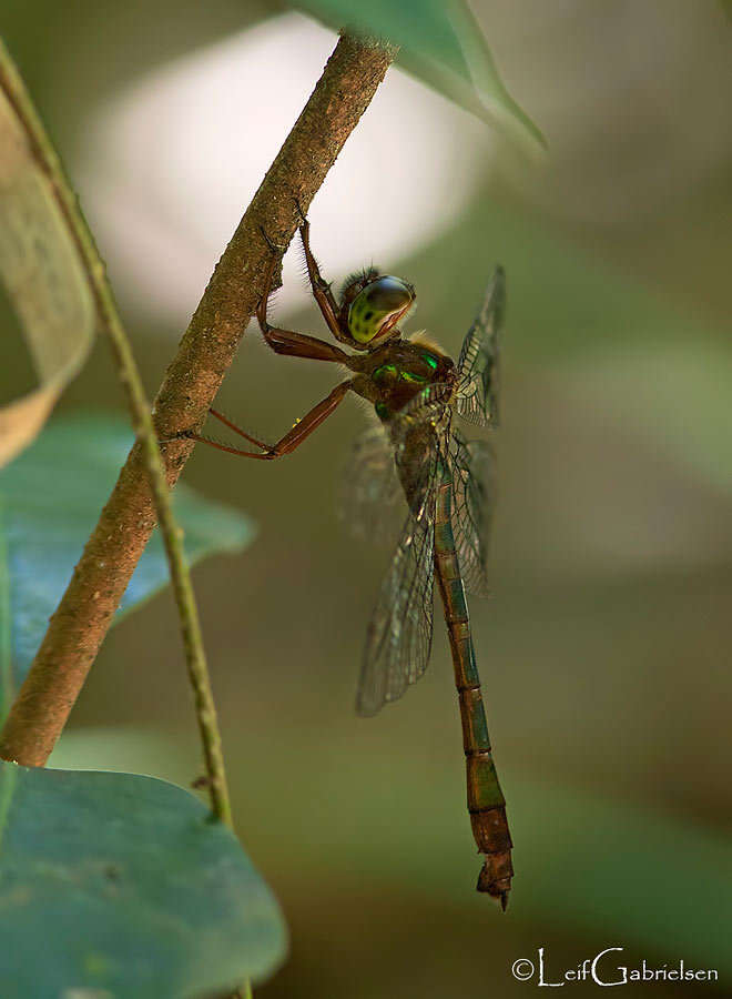 Image of Heteronaias heterodoxa (Selys 1878)