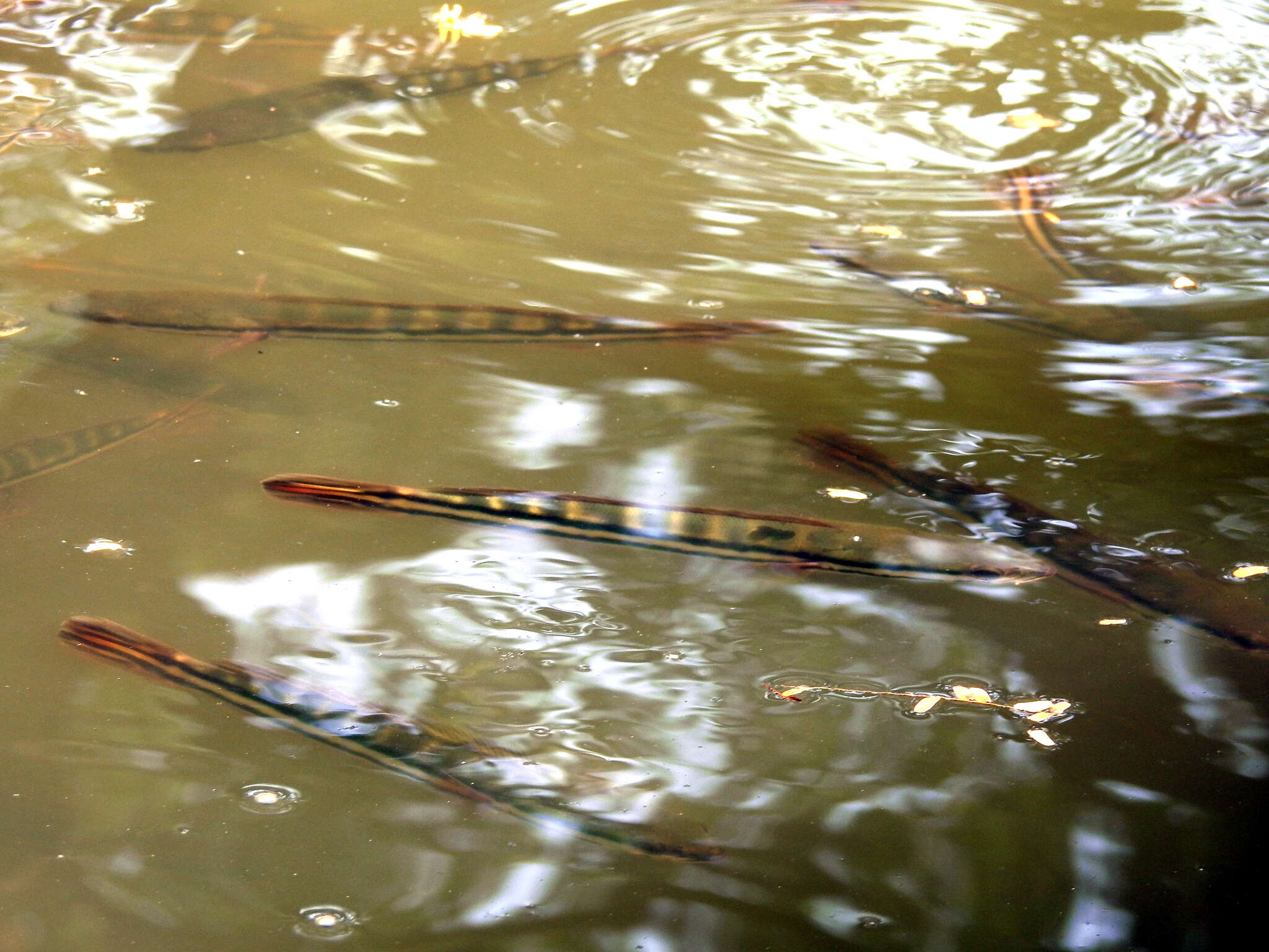 Image de Tête de serpent d&#39;Indonésie