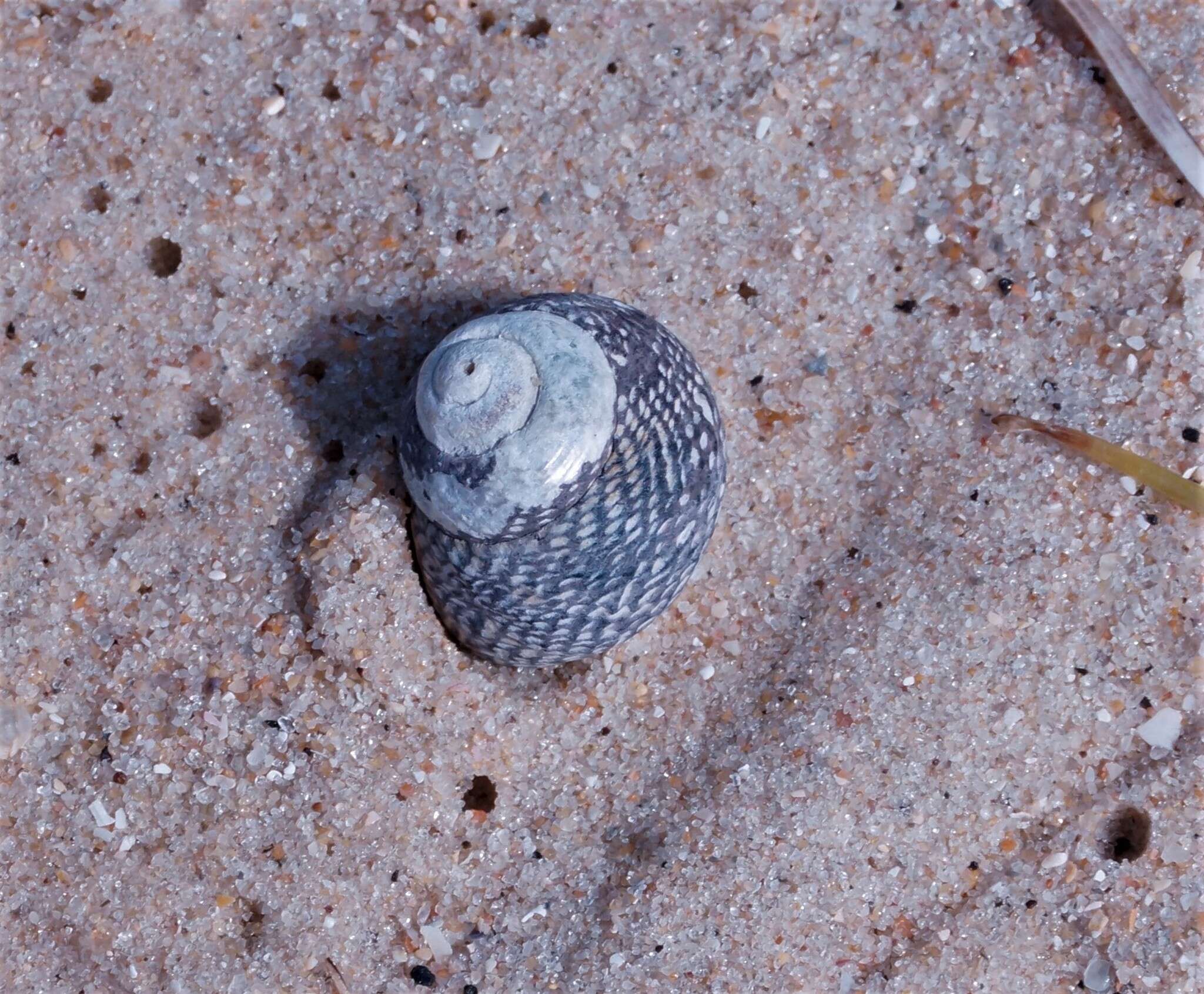 Image of Chlorodiloma odontis (W. Wood 1828)