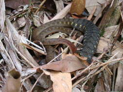 Image of Rhabdophis murudensis (M. A. Smith 1925)