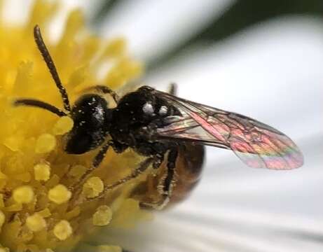 Imagem de Lasioglossum zephyrum (Smith 1853)