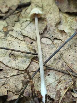 Image of Entoloma alboumbonatum Hesler 1967