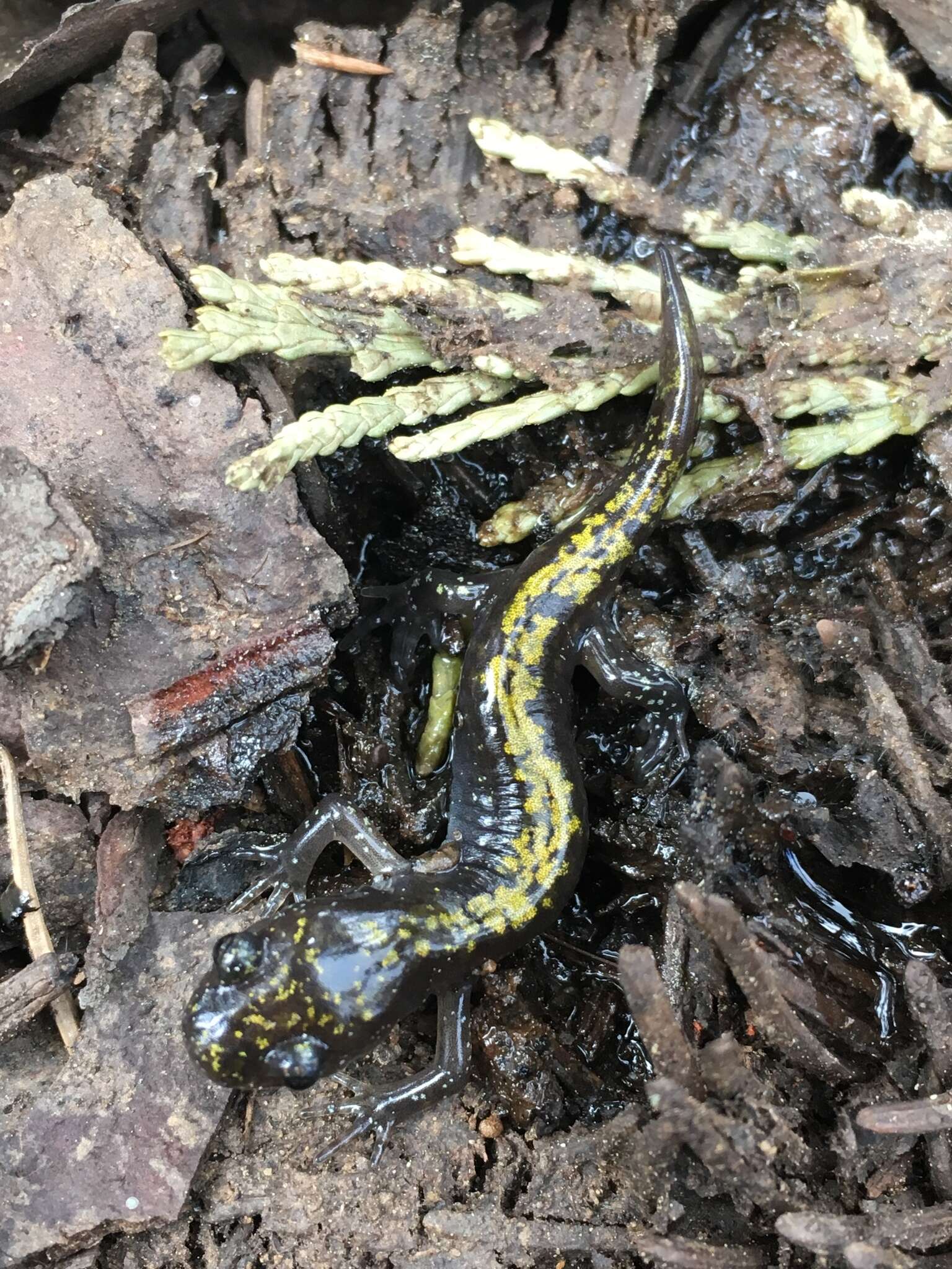 Image of Ambystoma macrodactylum sigillatum Ferguson 1961