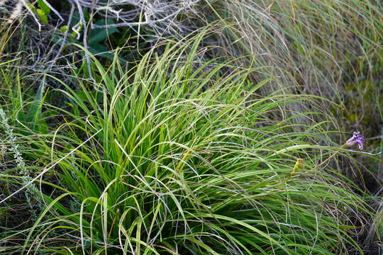 Image of Xerophyta viscosa Baker