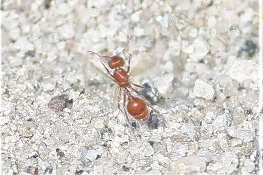 Image of Maricopa Harvester Ant