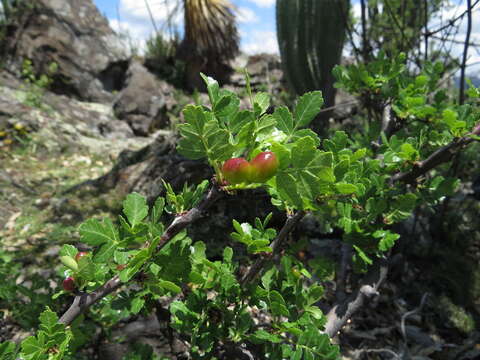 Image of Bursera glabrifolia (Kunth) Engl.