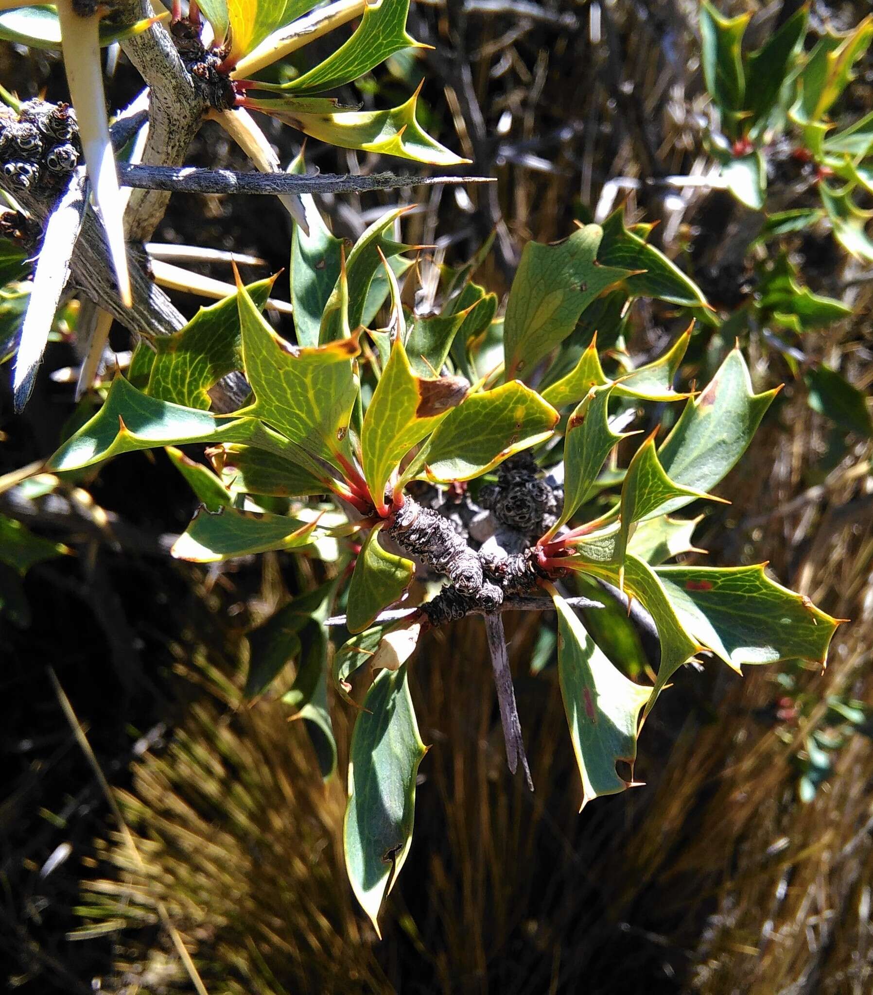 Plancia ëd Berberis grevilleana Gill.