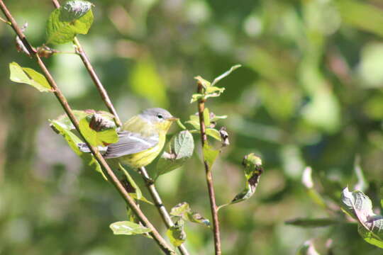 Image of Magnolia Warbler