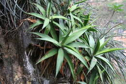 Sivun Agave pendula Schnittsp. kuva