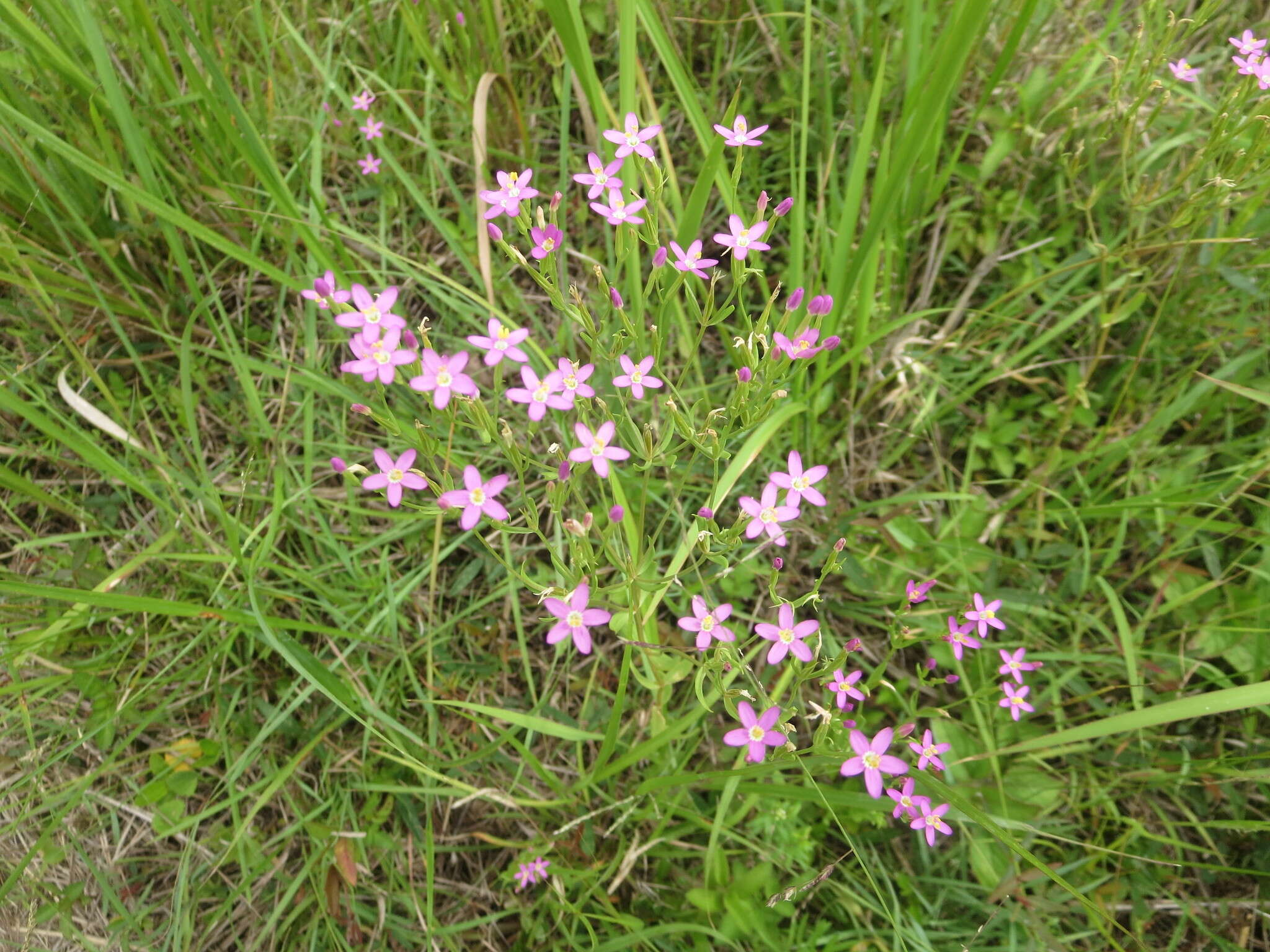 Image of Schenkia australis (R. Br.) G. Mansion