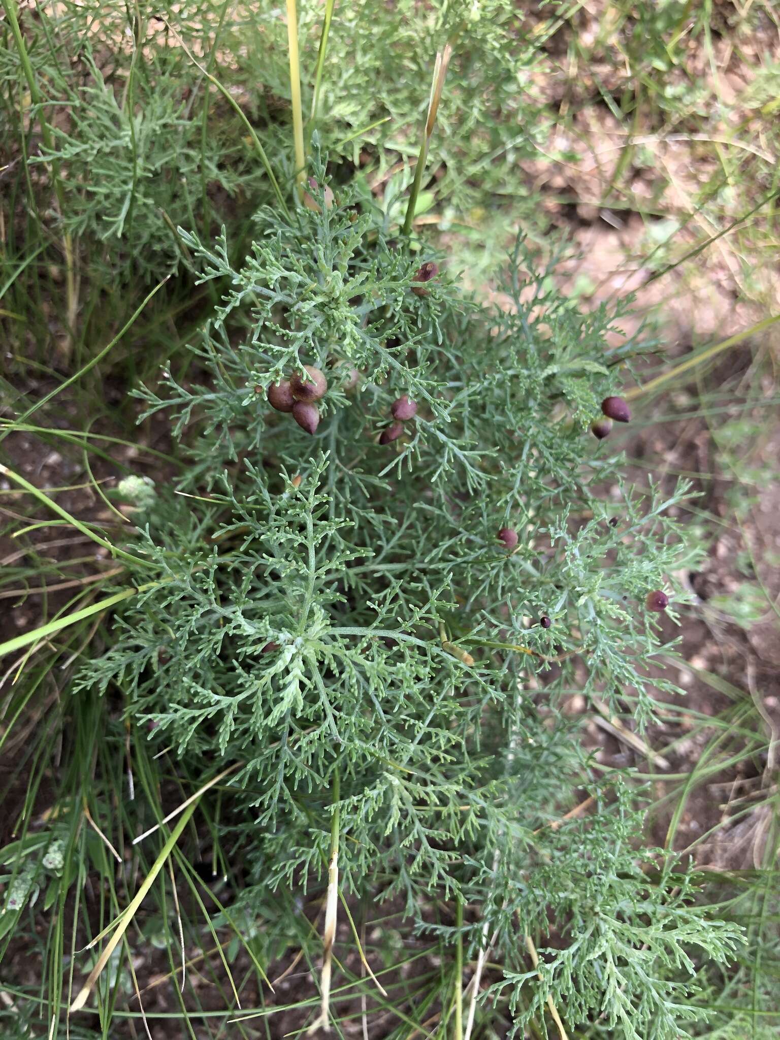 Image of Artemisia adamsii Bess.