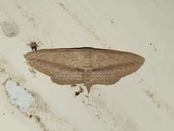 Image of Scopula emissaria Walker 1861