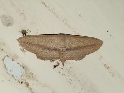 Image of Scopula emissaria Walker 1861