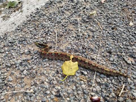 Image of Rhinoceros Viper