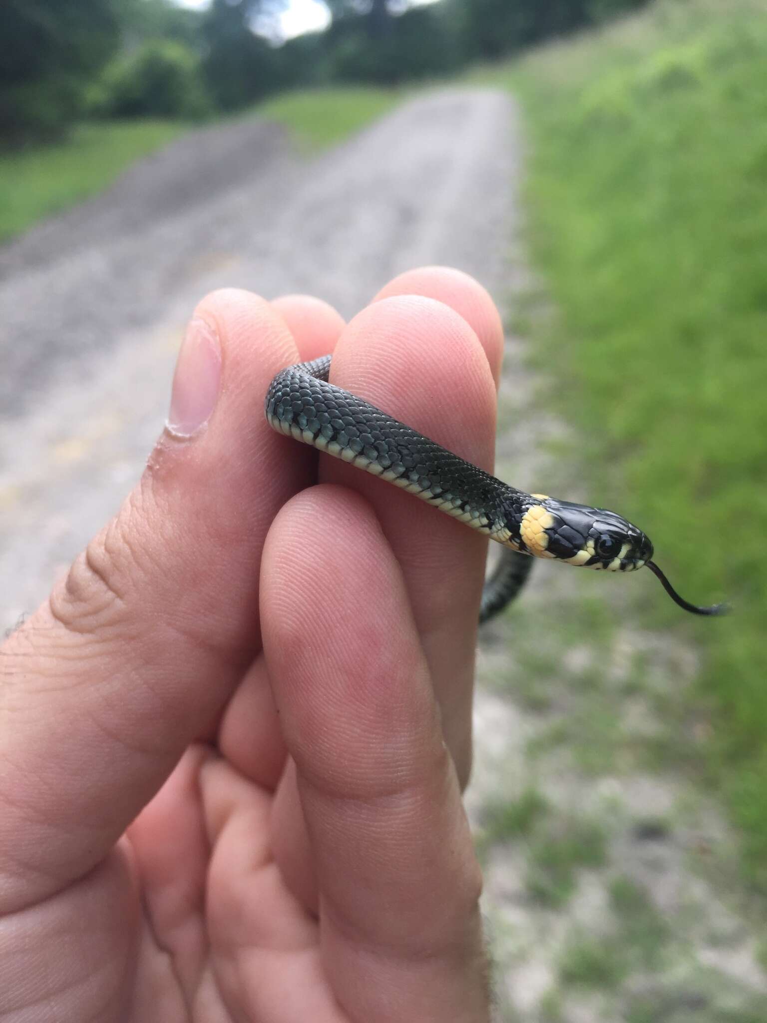 Слика од Natrix natrix natrix (Linnaeus 1758)