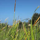 Typha elephantina Roxb.的圖片