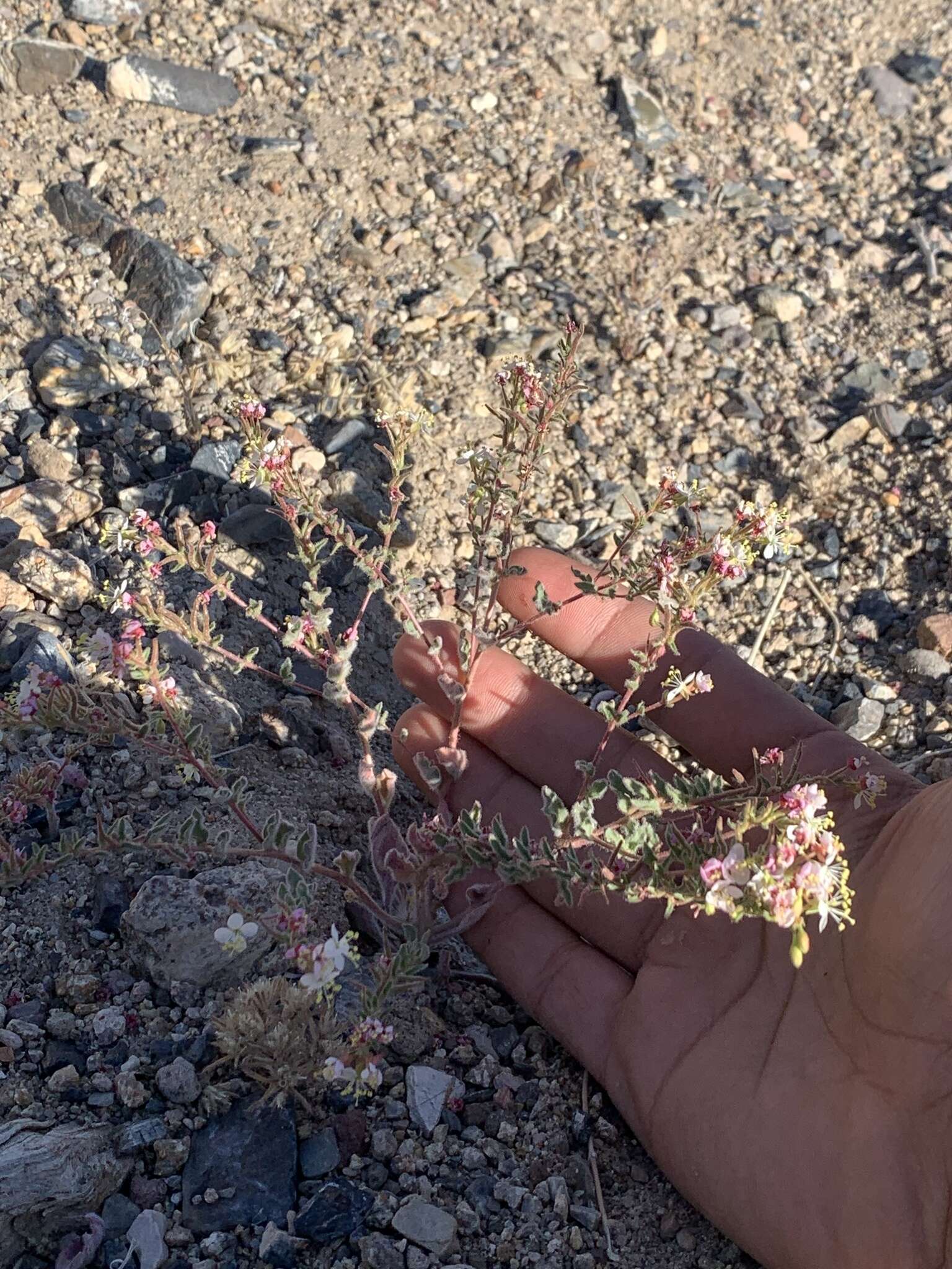 Image of Booth's evening primrose