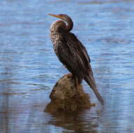 Image de Anhinga d'Australie