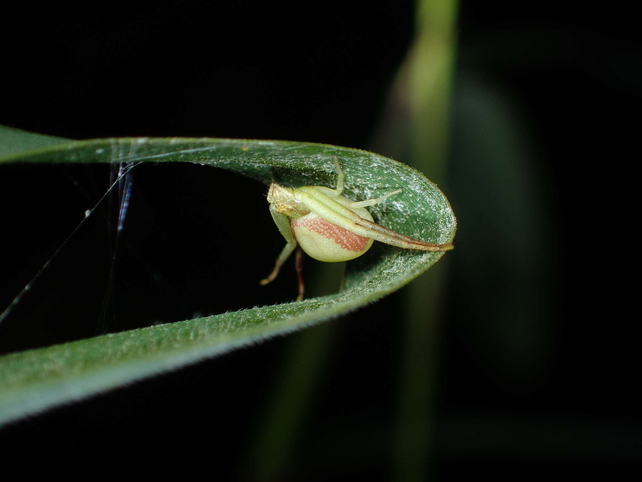 Sivun Ebrechtella pseudovatia (Schenkel 1936) kuva