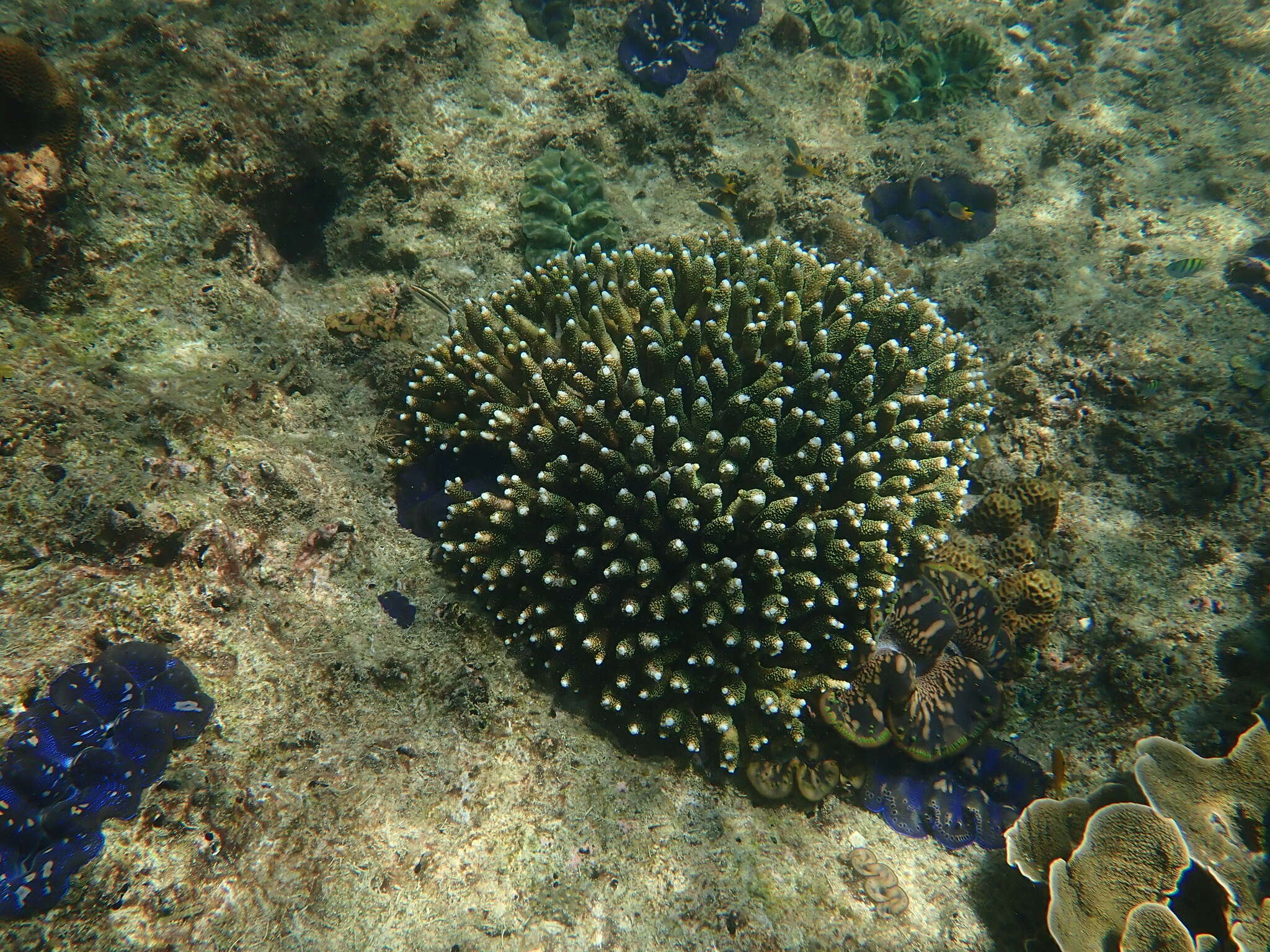 Plancia ëd Acropora millepora (Ehrenberg 1834)