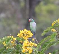 Image of Emerald-collared Parakeet