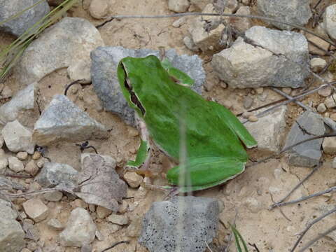 Image of Mediterranean Tree Frog