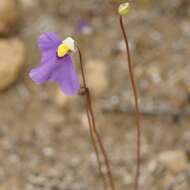 Utricularia benthamii P. Taylor resmi