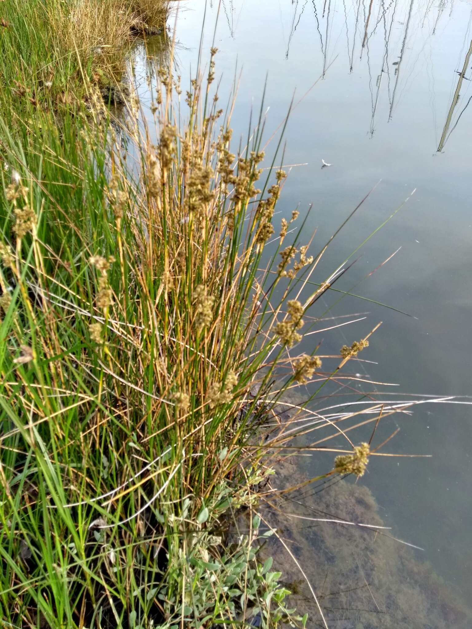 Image of sea rush