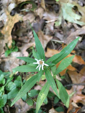 Image of white panicle aster