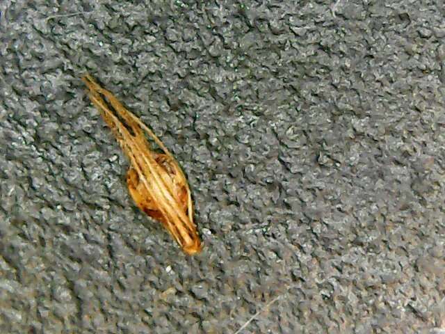 Image of Loose-Head Beak Sedge