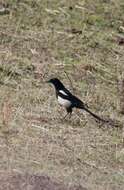 Image of Black-rumped Magpie