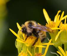 Image de Bombus insularis (Smith 1861)