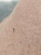 Image of Ant