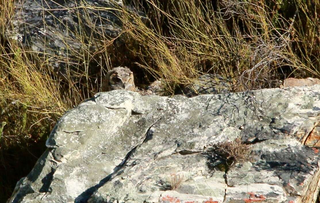 Plancia ëd Bubo capensis Smith & A 1834