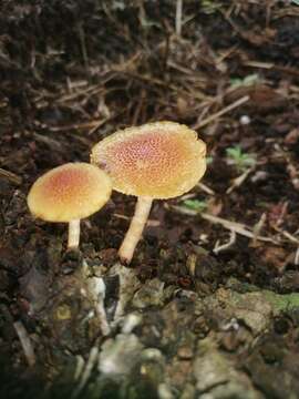 Image of Gymnopilus palmicola Murrill 1913