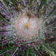 Image of Cirsium nivale (Kunth) Sch. Bip.