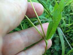 Image of Dotted Smartweed