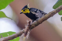 Image of Yellow-cheeked Tit