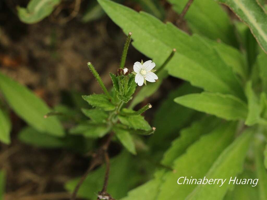 Image de Epilobium amurense Hausskn.