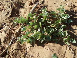 Image of Atriplex dimorphostegia Kar. & Kir.