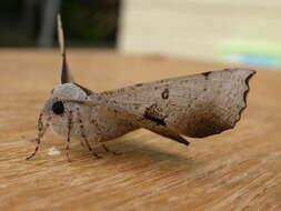 Image of Oenochroma vetustaria Walker 1860