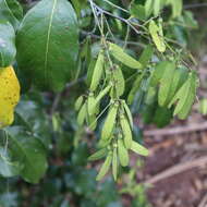 Image de Berchemia ecorollata F. Müll.