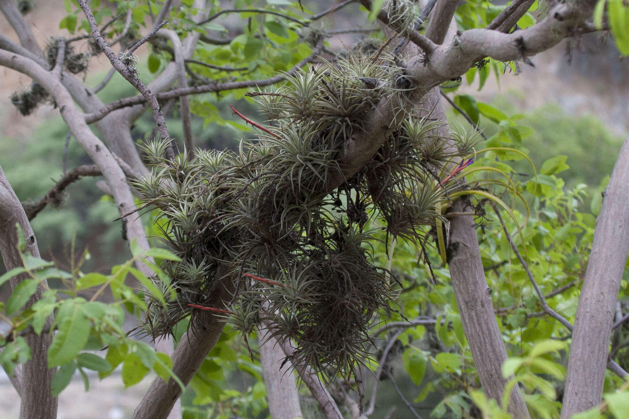 Image of Tillandsia espinosae L. B. Sm.