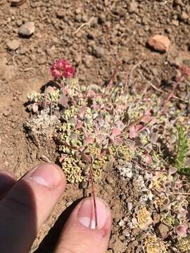 Image of Steens Mountain cushion buckwheat