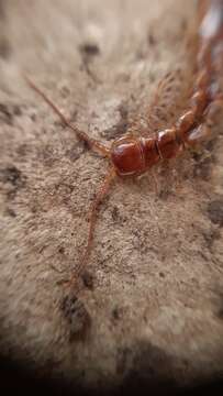 Image of Lithobius variegatus Leach 1814