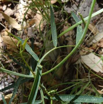 Image of Common Sweet Pea